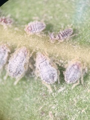 Euthoracaphis umbellulariae