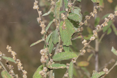Sida hackettiana