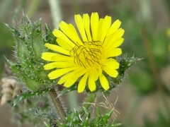 Helminthotheca echioides