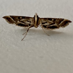 Nacoleia