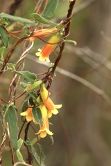 Marianthus bignoniaceus