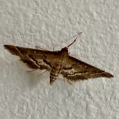 Nacoleia