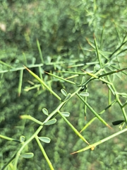 Muraltia spinosa