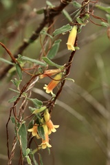 Marianthus bignoniaceus