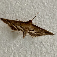 Nacoleia