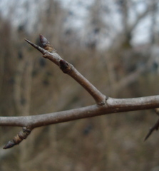 Pyrus communis pyraster