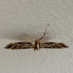 Nacoleia
