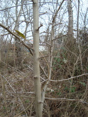 Pyrus communis pyraster