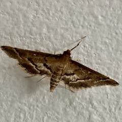 Nacoleia