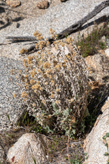 Pseudognaphalium microcephalum