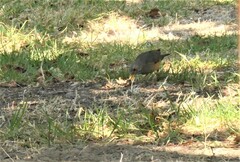 Turdus olivaceus