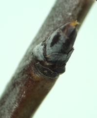 Pyrus communis pyraster