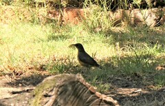 Turdus olivaceus