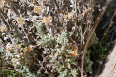 Pseudognaphalium microcephalum