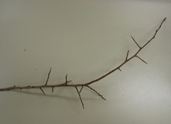 Pyrus communis pyraster