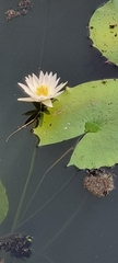 Nymphaea