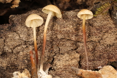 Marasmius delectans