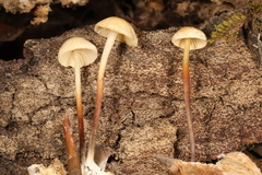 Marasmius delectans