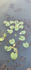 Nymphaea