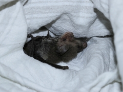 Nyctophilus geoffroyi