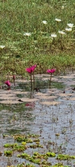 Nymphaea rubra