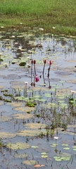Nymphaea rubra
