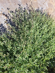 Atriplex semibaccata