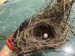 Turdus merula