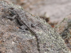 Lemos-Espinal's Spiny Lizard photo 3