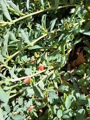 Atriplex semibaccata