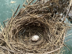 Turdus merula