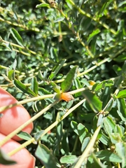Atriplex semibaccata