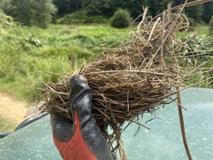 Turdus merula