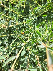 Atriplex semibaccata