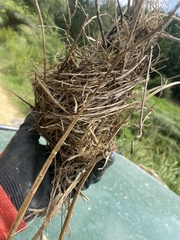 Turdus merula