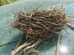 Turdus merula
