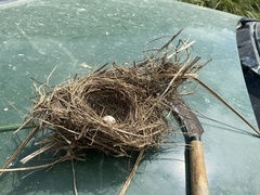 Turdus merula