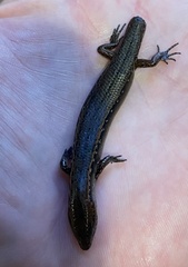 Oligosoma aeneum