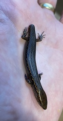 Oligosoma aeneum