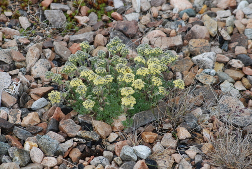 Image of Artemisia glomerata by no rights reserved