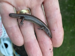 Oligosoma aeneum