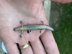 Oligosoma aeneum
