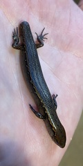 Oligosoma aeneum