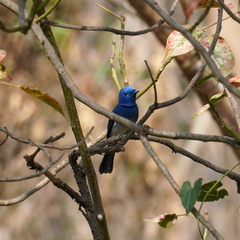 Hypothymis azurea oberholseri