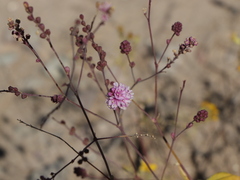 Boerhavia xantii