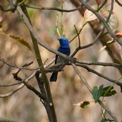 Hypothymis azurea oberholseri
