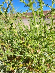 Salsola kali