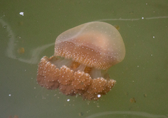 Phyllorhiza punctata