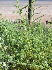 Salsola kali
