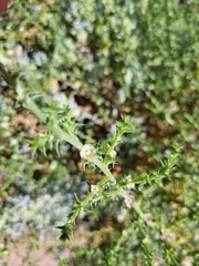 Salsola kali
